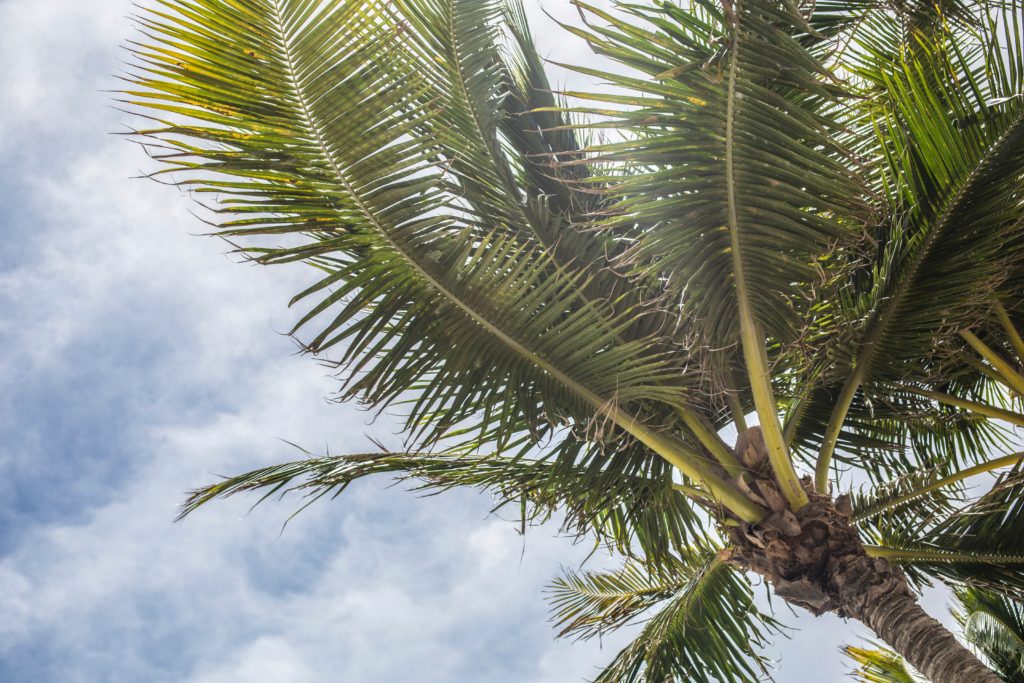 florida palm tree
